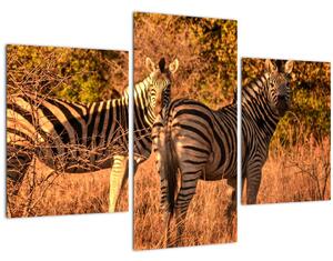 Slika zebri (90x60 cm)