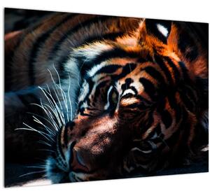 Slika ležećeg tigra (70x50 cm)