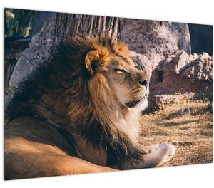 Slika ležećeg lava (90x60 cm)