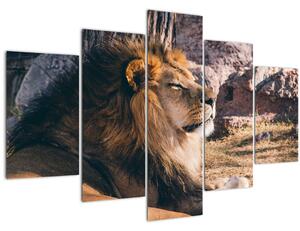 Slika ležećeg lava (150x105 cm)