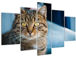 Slika - Domaća mačka (150x105 cm)