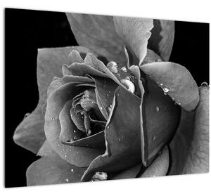 Staklena slika ruže - crno-bijela (70x50 cm)