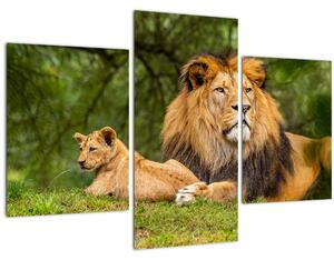 Slika lavova (90x60 cm)