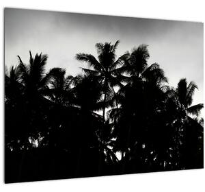 Crno-bijela staklena slika - palme (70x50 cm)