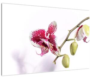 Slika cvijeta orhideje (90x60 cm)