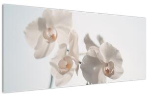 Slika bijele orhideje (120x50 cm)