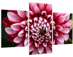 Slika ružičaste dalije (90x60 cm)