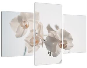 Slika bijele orhideje (90x60 cm)