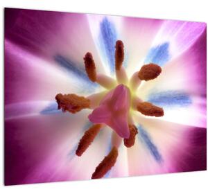 Staklena slika - Cvijet tulipana u detalju (70x50 cm)