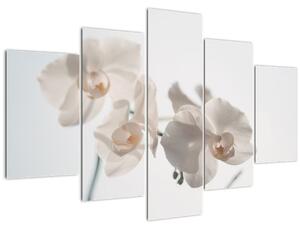 Slika bijele orhideje (150x105 cm)