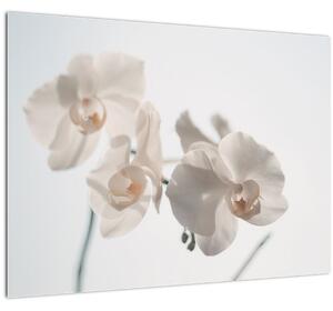 Slika bijele orhideje (70x50 cm)