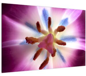 Slika - Cvijet tulipana u detalju (90x60 cm)