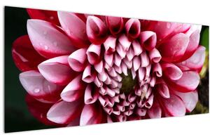 Slika ružičaste dalije (120x50 cm)