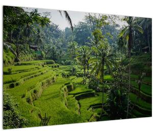 Slika rižinih terasa Tegalalang, Bali (90x60 cm)