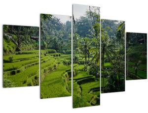 Slika rižinih terasa Tegalalang, Bali (150x105 cm)