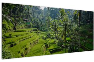 Slika rižinih terasa Tegalalang, Bali (120x50 cm)