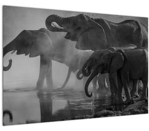Slika slonova - crno-bijela (90x60 cm)