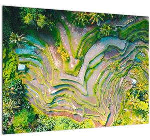Slika rižinih polja iz ptičje perspektive (70x50 cm)