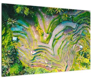 Slika rižinih polja iz ptičje perspektive (90x60 cm)