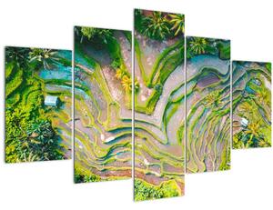 Slika rižinih polja iz ptičje perspektive (150x105 cm)