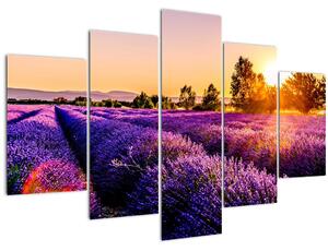 Slika polja lavande, Provence (150x105 cm)