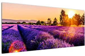 Slika polja lavande, Provence (120x50 cm)