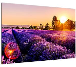 Slika polja lavande, Provence (90x60 cm)