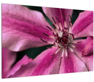 Slika ružičastog cvijeta klematisa (90x60 cm)