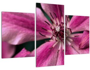 Slika ružičastog cvijeta klematisa (90x60 cm)
