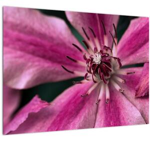 Slika ružičastog cvijeta klematisa (70x50 cm)