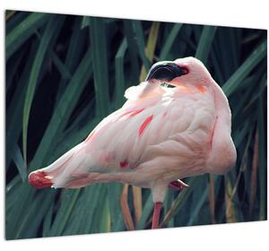 Slika - Flamingo (70x50 cm)