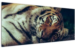 Slika - Sibirski tigar (120x50 cm)