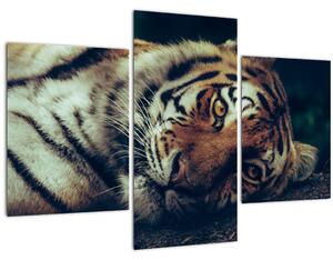 Slika - Sibirski tigar (90x60 cm)