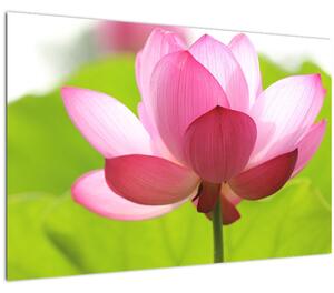 Slika cvijeta lotosa (90x60 cm)