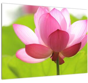 Slika cvijeta lotosa (70x50 cm)