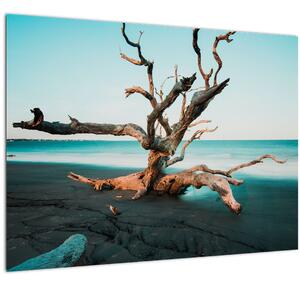 Slika - Naplavine na plaži (70x50 cm)
