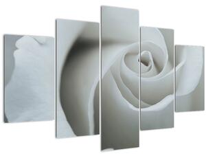 Slika - Bijela ruža (150x105 cm)