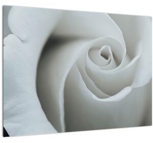Staklena slika - Bijela ruža (70x50 cm)