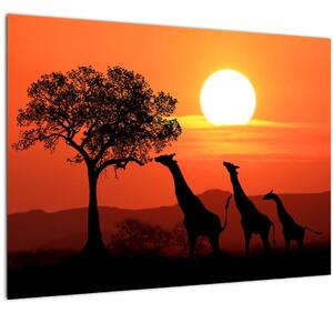 Slika žirafa u zalasku sunca (70x50 cm)