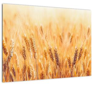 Slika - polje sa žitom (70x50 cm)