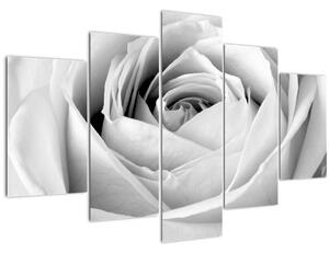 Slika - Detalj cvijeta ruže (150x105 cm)