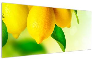 Slika limuna (120x50 cm)