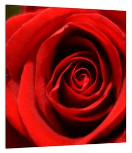 Detajlna slika cvijeta ruže (30x30 cm)