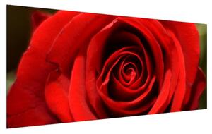 Detajlna slika cvijeta ruže (120x50 cm)