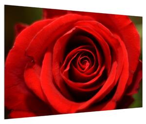 Detajlna slika cvijeta ruže (90x60 cm)