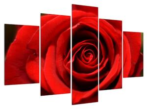 Detajlna slika cvijeta ruže (150x105 cm)