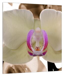 Slika cvijeća orhideje (30x30 cm)
