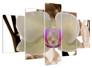 Slika cvijeća orhideje (150x105 cm)