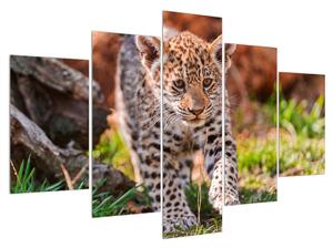Slika malog geparda (150x105 cm)
