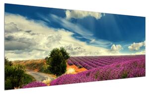 Slika polja lavande (120x50 cm)